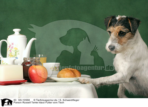 Parson Russell Terrier klaut Futter vom Tisch / Parson Russell Terrier is stealing food / SS-10568