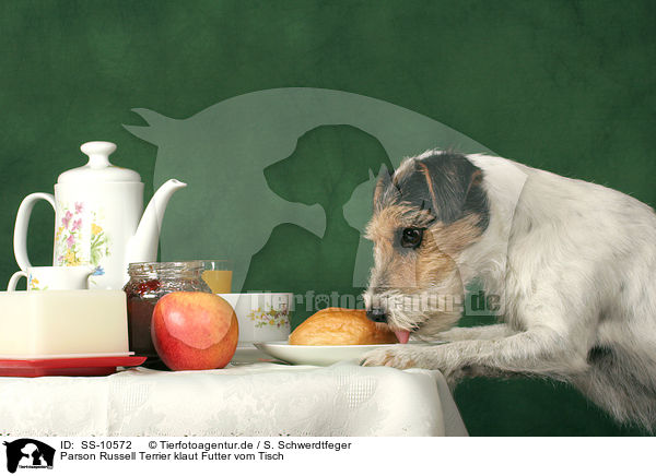 Parson Russell Terrier klaut Futter vom Tisch / Parson Russell Terrier is stealing food / SS-10572
