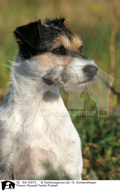 Parson Russell Terrier Portrait / Parson Russell Terrier Portrait / SS-10573