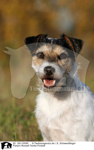 Parson Russell Terrier Portrait / Parson Russell Terrier Portrait / SS-10590
