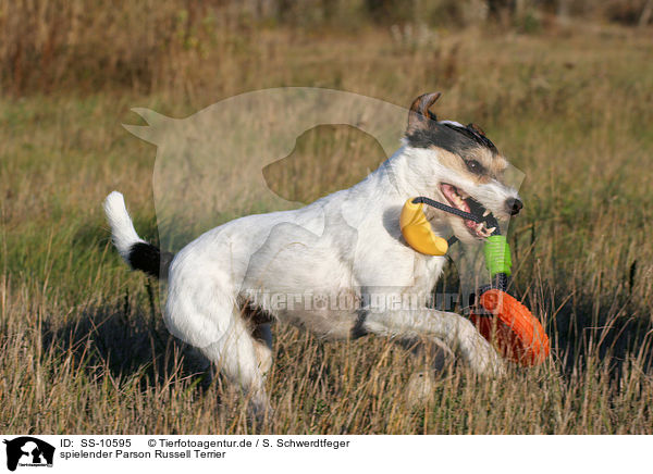 spielender Parson Russell Terrier / SS-10595