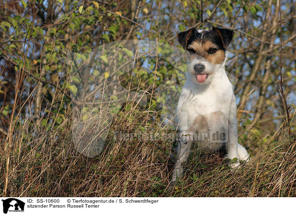 sitzender Parson Russell Terrier / sitting Parson Russell Terrier / SS-10600