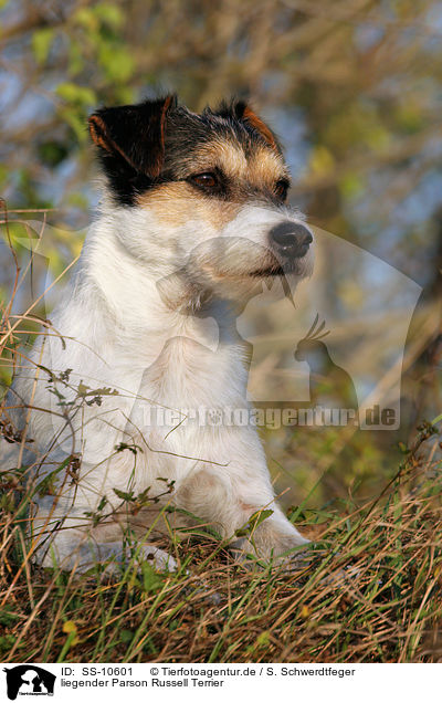 liegender Parson Russell Terrier / lying Parson Russell Terrier Portrait / SS-10601