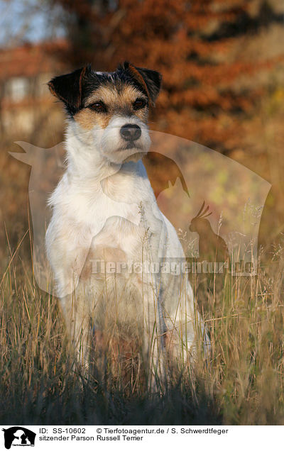 sitzender Parson Russell Terrier / sitting Parson Russell Terrier / SS-10602