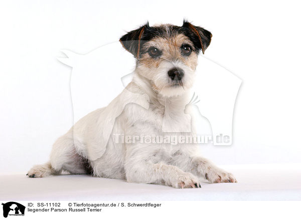liegender Parson Russell Terrier / SS-11102