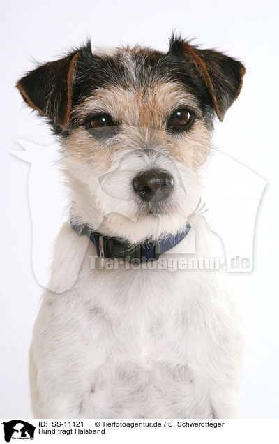 Hund trgt Halsband / dog is wearing collar / SS-11121