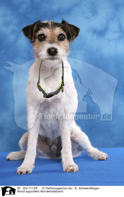 Hund apportiert Hundehalsband / dog fetches dog collar / SS-11129