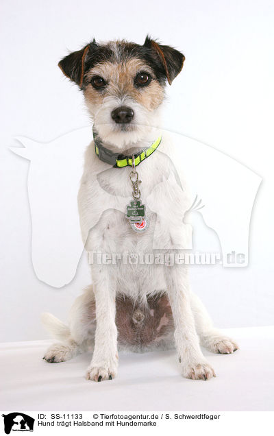 Hund trgt Halsband mit Hundemarke / SS-11133