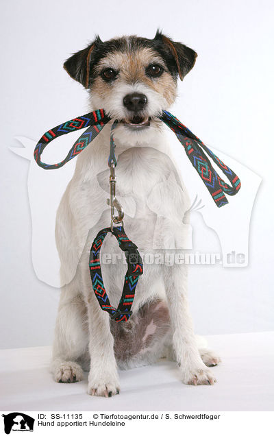Hund apportiert Hundeleine / SS-11135