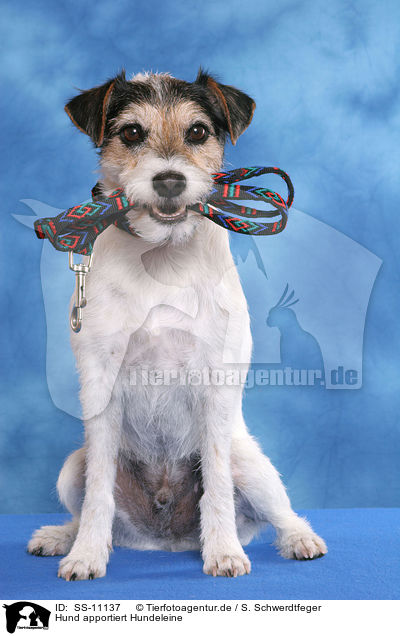 Hund apportiert Hundeleine / SS-11137