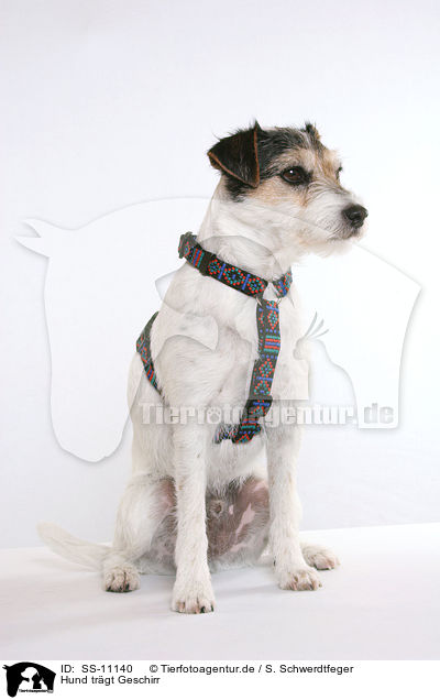 Hund trgt Geschirr / dog is wearing  dog harness / SS-11140