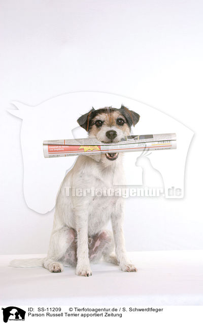 Parson Russell Terrier apportiert Zeitung / SS-11209