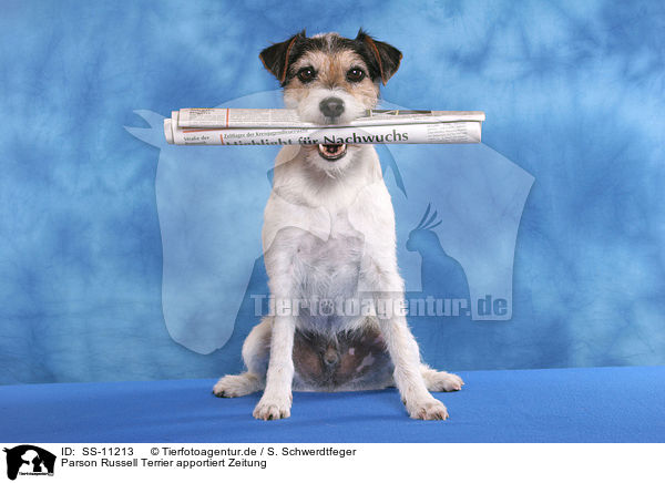 Parson Russell Terrier apportiert Zeitung / Parson Russell Terrier fetches newspaper / SS-11213