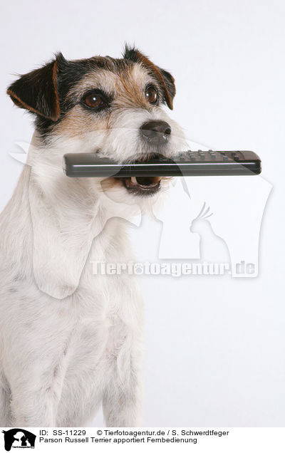 Parson Russell Terrier apportiert Fernbedienung / SS-11229