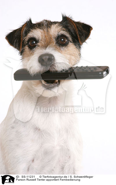 Parson Russell Terrier apportiert Fernbedienung / Parson Russell Terrier fetches remote control / SS-11231