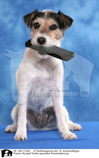 Parson Russell Terrier apportiert Fernbedienung / Parson Russell Terrier fetches remote control / SS-11236