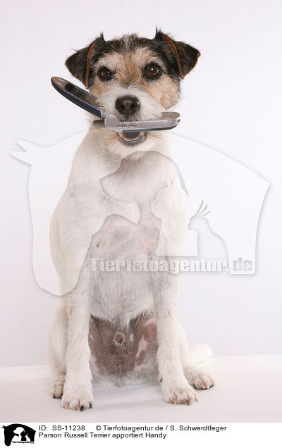 Parson Russell Terrier apportiert Handy / SS-11238