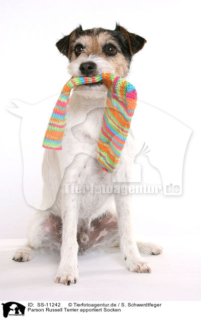 Parson Russell Terrier apportiert Socken / SS-11242