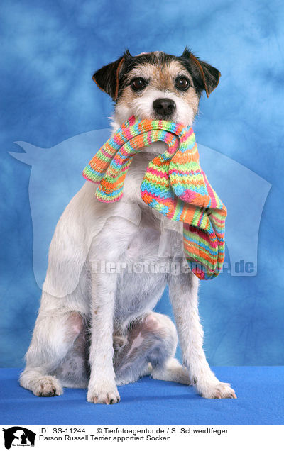 Parson Russell Terrier apportiert Socken / Parson Russell Terrier with socks in mouth / SS-11244