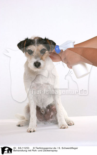 Behandlung mit Floh- und Zeckenspray / Parson Russell Terrier gets spray against fleas and ticks / SS-11253