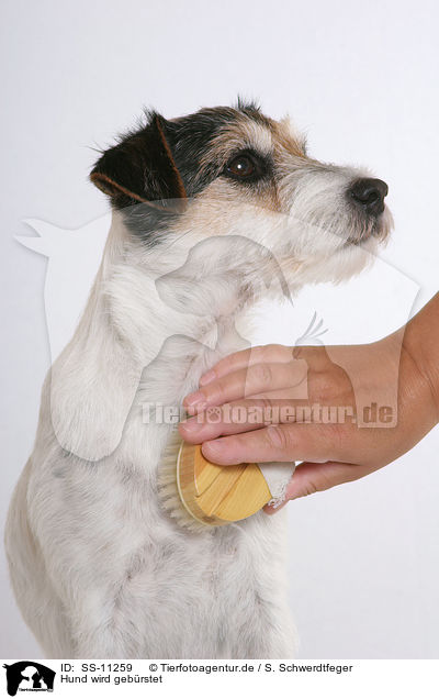 Hund wird gebrstet / brush a dog / SS-11259