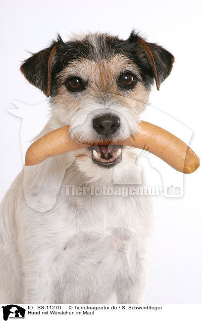 Hund mit Wrstchen im Maul / SS-11270