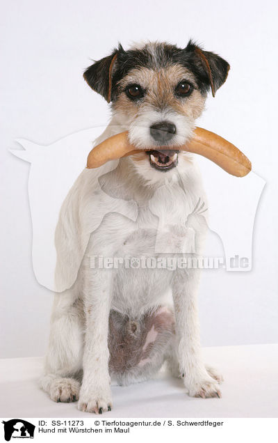 Hund mit Wrstchen im Maul / dog with sausage in mouth / SS-11273