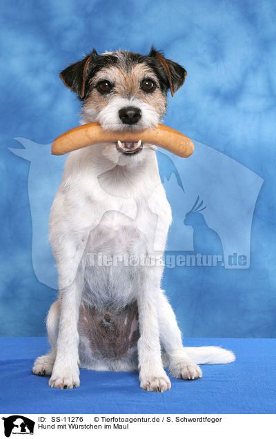Hund mit Wrstchen im Maul / dog with sausage in mouth / SS-11276