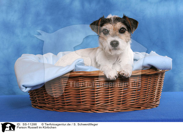 Parson Russell im Krbchen / Parson Russell Terrier in basket / SS-11286