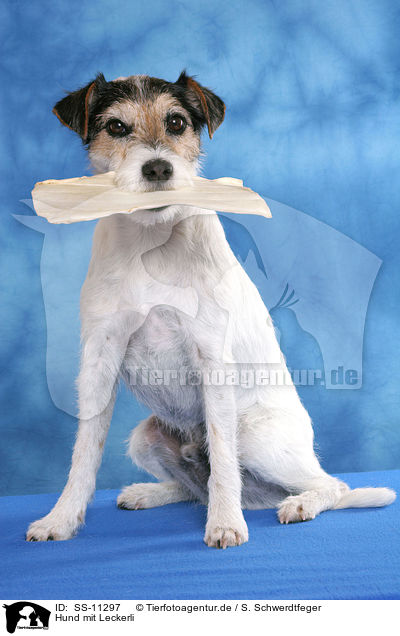 Hund mit Leckerli / dog with food in mouth / SS-11297