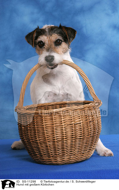 Hund mit groem Krbchen / dog fetches big basket / SS-11298