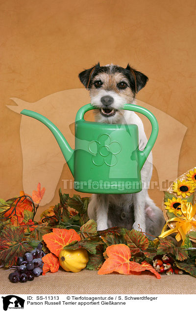 Parson Russell Terrier apportiert Giekanne / Parson Russell Terrier fetches watering pot / SS-11313