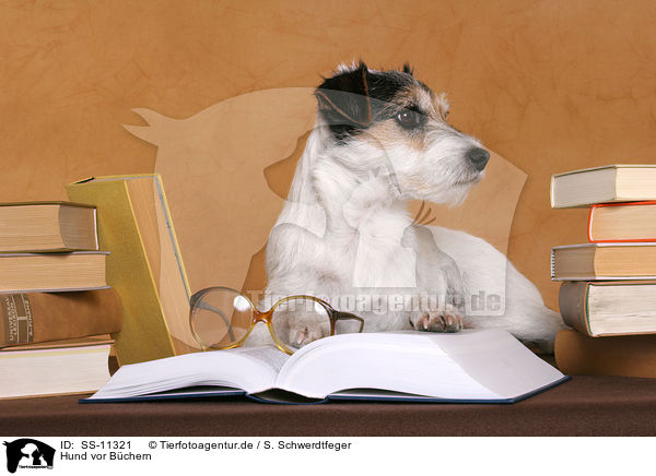 Hund vor Bchern / dog with books / SS-11321