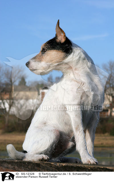 sitzender Parson Russell Terrier / sitting Parson Russell Terrier / SS-12328