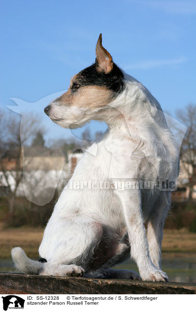 sitzender Parson Russell Terrier / SS-12328