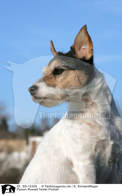 Parson Russell Terrier Portrait / Parson Russell Terrier Portrait / SS-12329