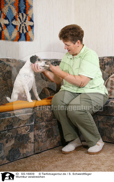 Wurmkur verabreichen / deworming a Parson Russell Terrier / SS-16809
