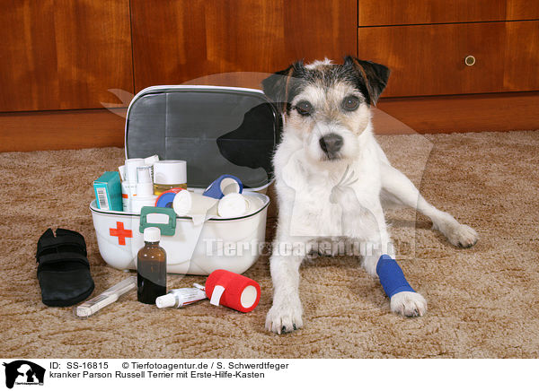 kranker Parson Russell Terrier mit Erste-Hilfe-Kasten / ill Parson Russell Terrier with first aid box / SS-16815
