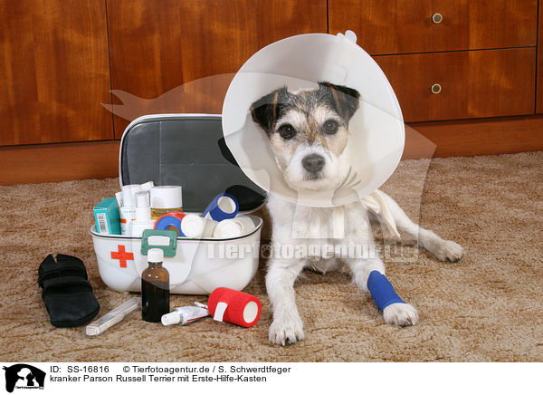 kranker Parson Russell Terrier mit Erste-Hilfe-Kasten / ill Parson Russell Terrier with first aid box / SS-16816