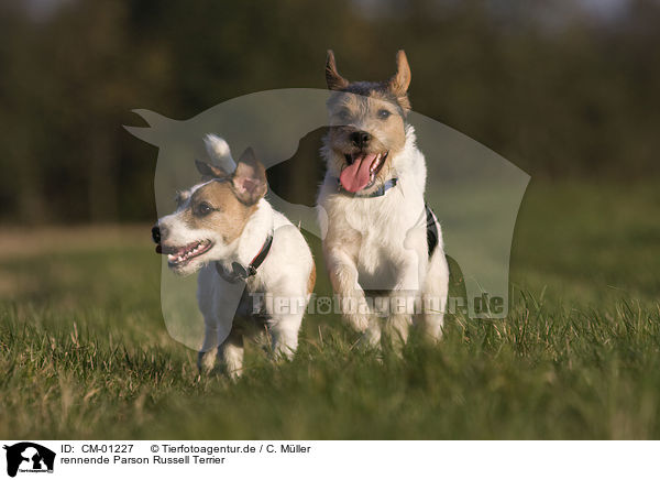rennende Parson Russell Terrier / running Parson Russell Terrier / CM-01227