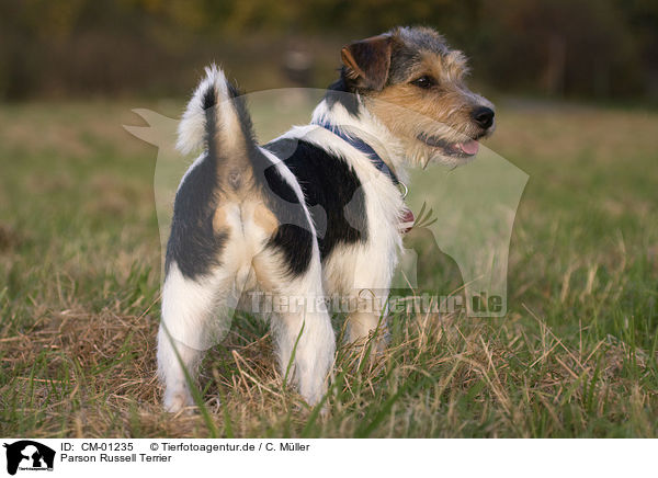 Parson Russell Terrier / Parson Russell Terrier / CM-01235