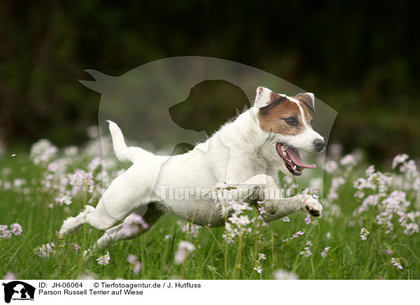Parson Russell Terrier auf Wiese / Parson Russell Terrier on meadow / JH-06064