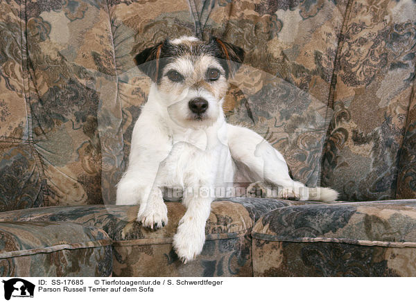 Parson Russell Terrier auf dem Sofa / Parson Russell Terrier on sofa / SS-17685