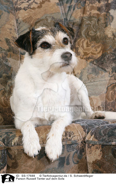 Parson Russell Terrier auf dem Sofa / Parson Russell Terrier on sofa / SS-17688