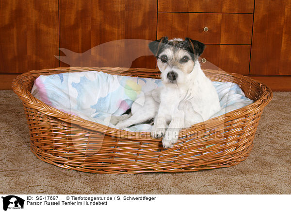 Parson Russell Terrier im Hundebett / lying Parson Russell Terrier / SS-17697
