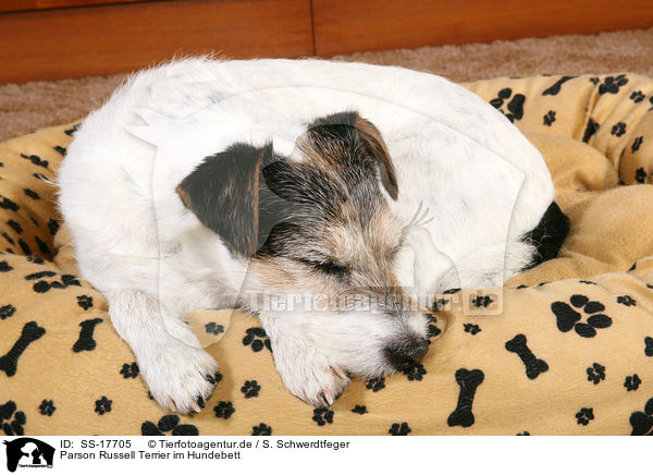 Parson Russell Terrier im Hundebett / sleeping Parson Russell Terrier / SS-17705