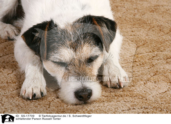 schlafender Parson Russell Terrier / sleeping Parson Russell Terrier / SS-17709