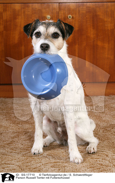 Parson Russell Terrier mit Futterschssel / Parson Russell Terrier with food bowl / SS-17710