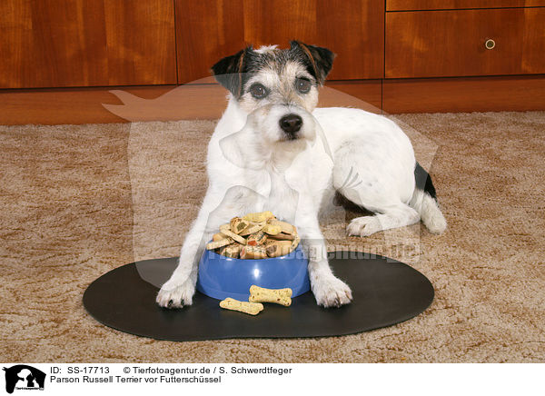 Parson Russell Terrier vor Futterschssel / Parson Russell Terrier with food bowl / SS-17713