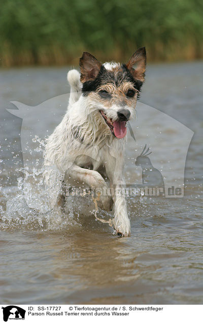 Parson Russell Terrier rennt durchs Wasser / running Parson Russell Terrier in the water / SS-17727